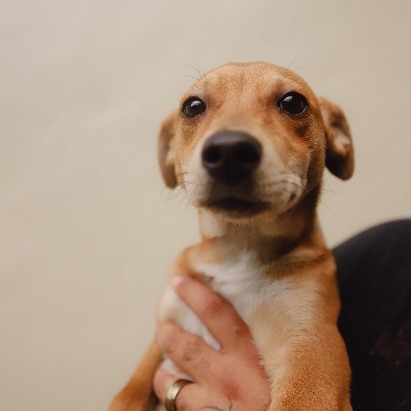 Enlarge Guava, a Adoptable mixed breed in San Juan, PR image 3/4