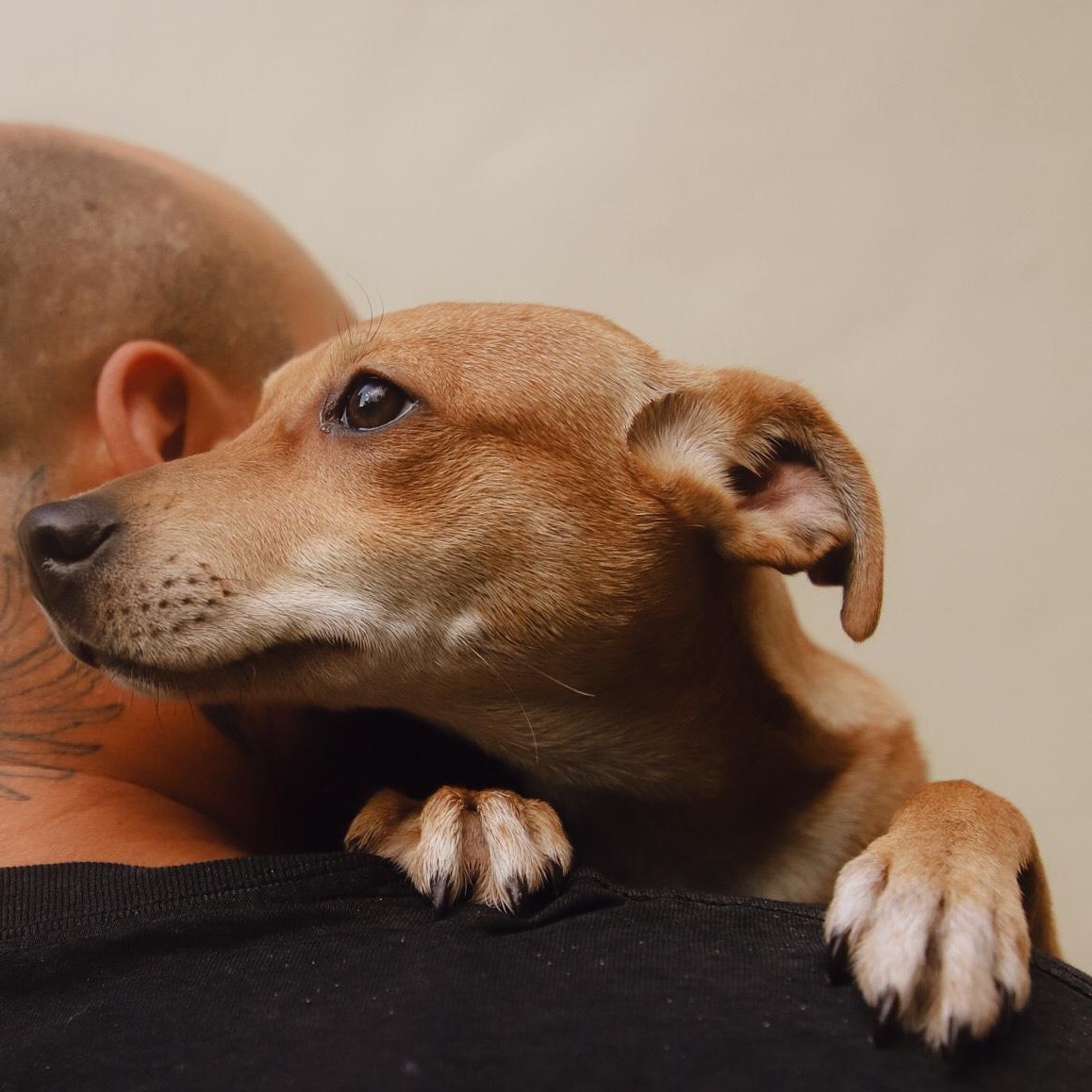 Enlarge Guava, a Adoptable mixed breed in San Juan, PR image 4/4