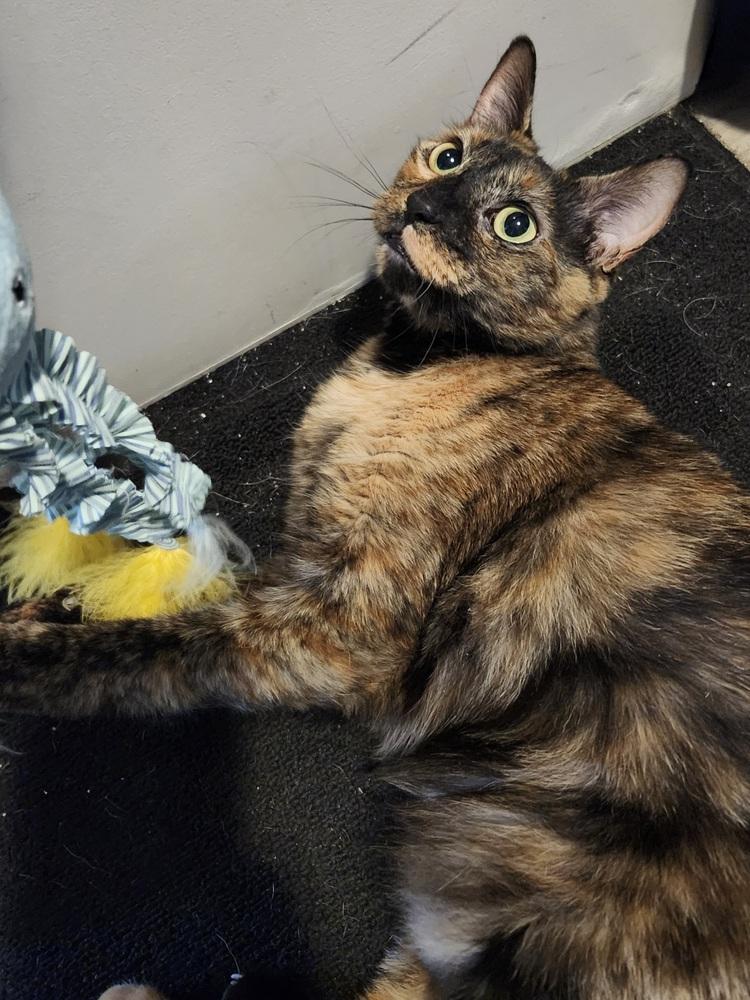 Enlarge Mocha, a Adoptable mixed breed in Brandon, FL image 1/6