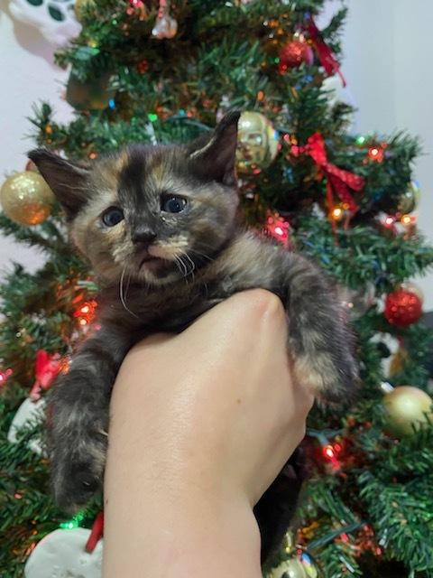 Enlarge Mocha, a Adoptable mixed breed in Brandon, FL image 3/6