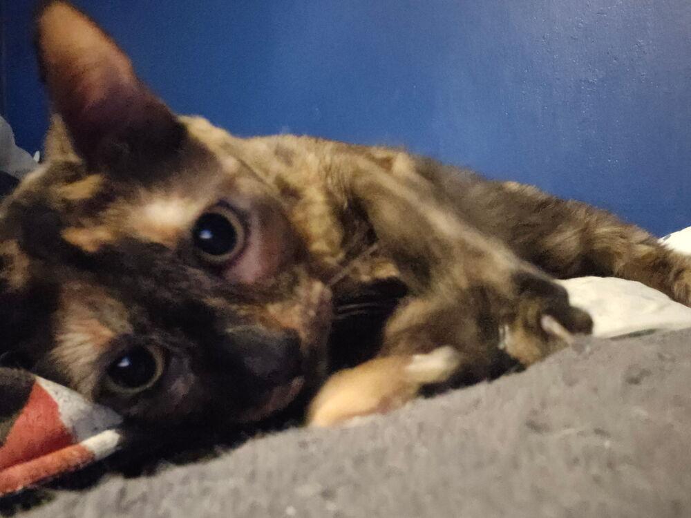 Enlarge Mocha, a Adoptable mixed breed in Brandon, FL image 4/6