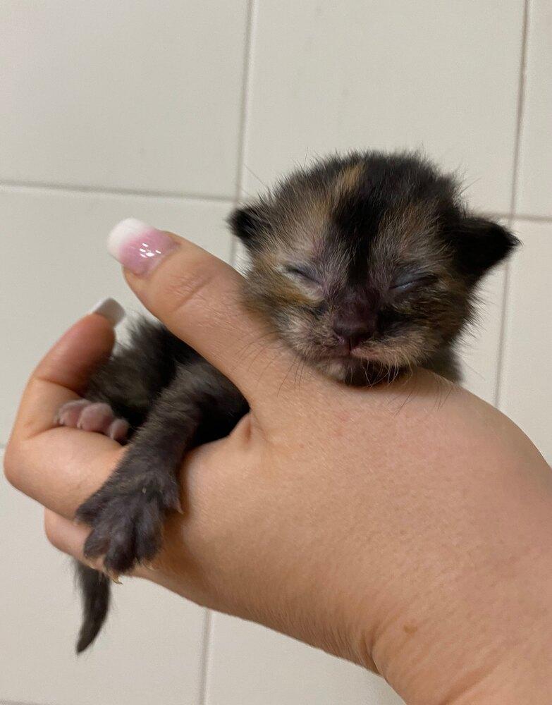 Enlarge Mocha, a Adoptable mixed breed in Brandon, FL image 5/6