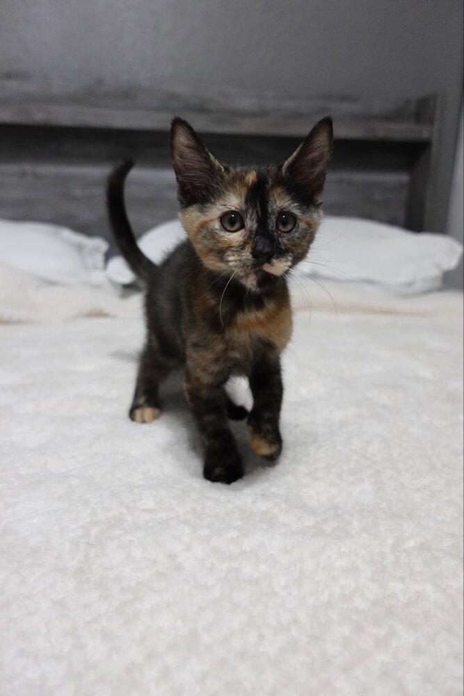 Enlarge Mocha, a Adoptable mixed breed in Brandon, FL image 6/6