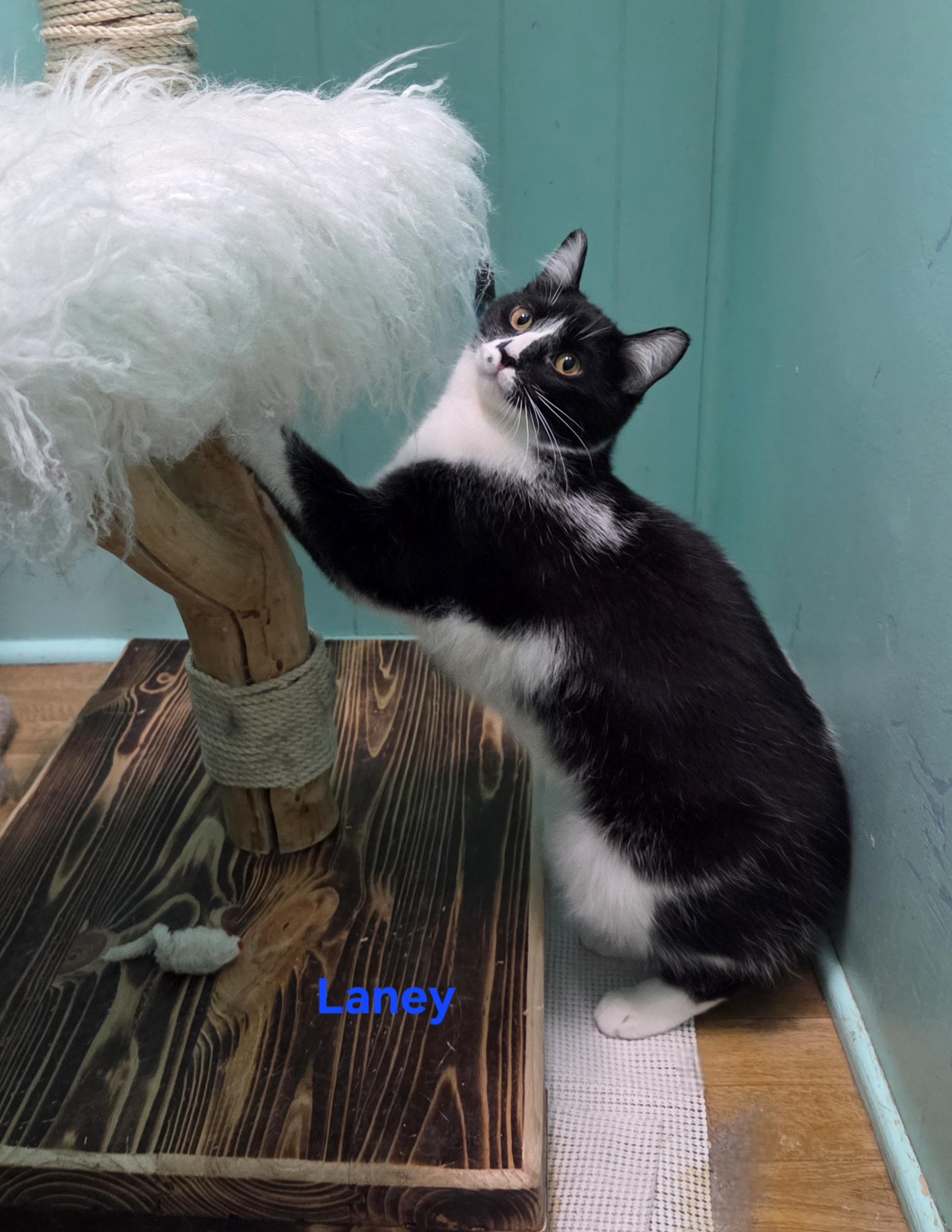 Laney, ADOPTABLE, Young Female Domestic Short Hair.