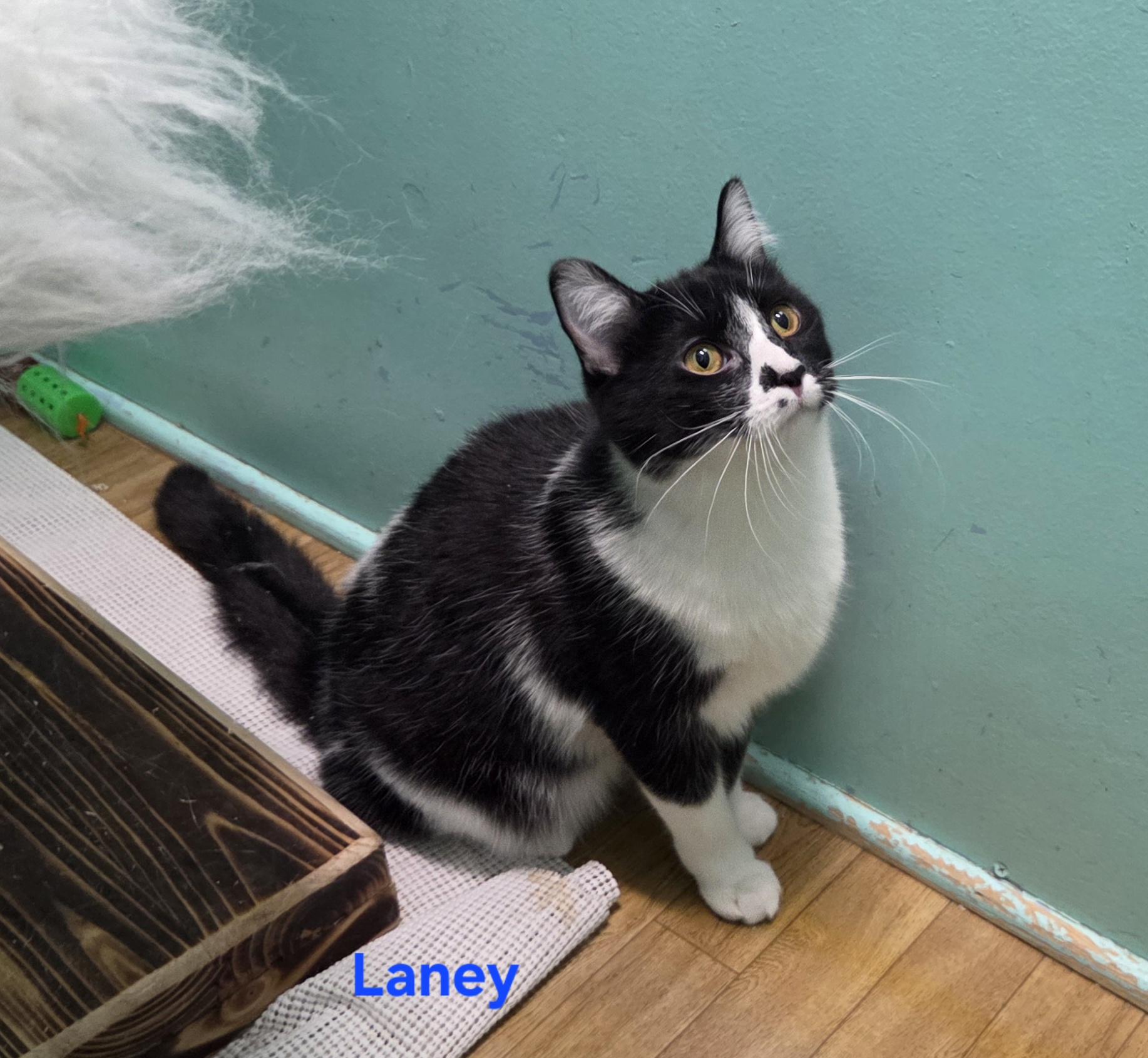 Enlarge Laney, a ADOPTABLE mixed breed in Whitewater, WI image 2/4