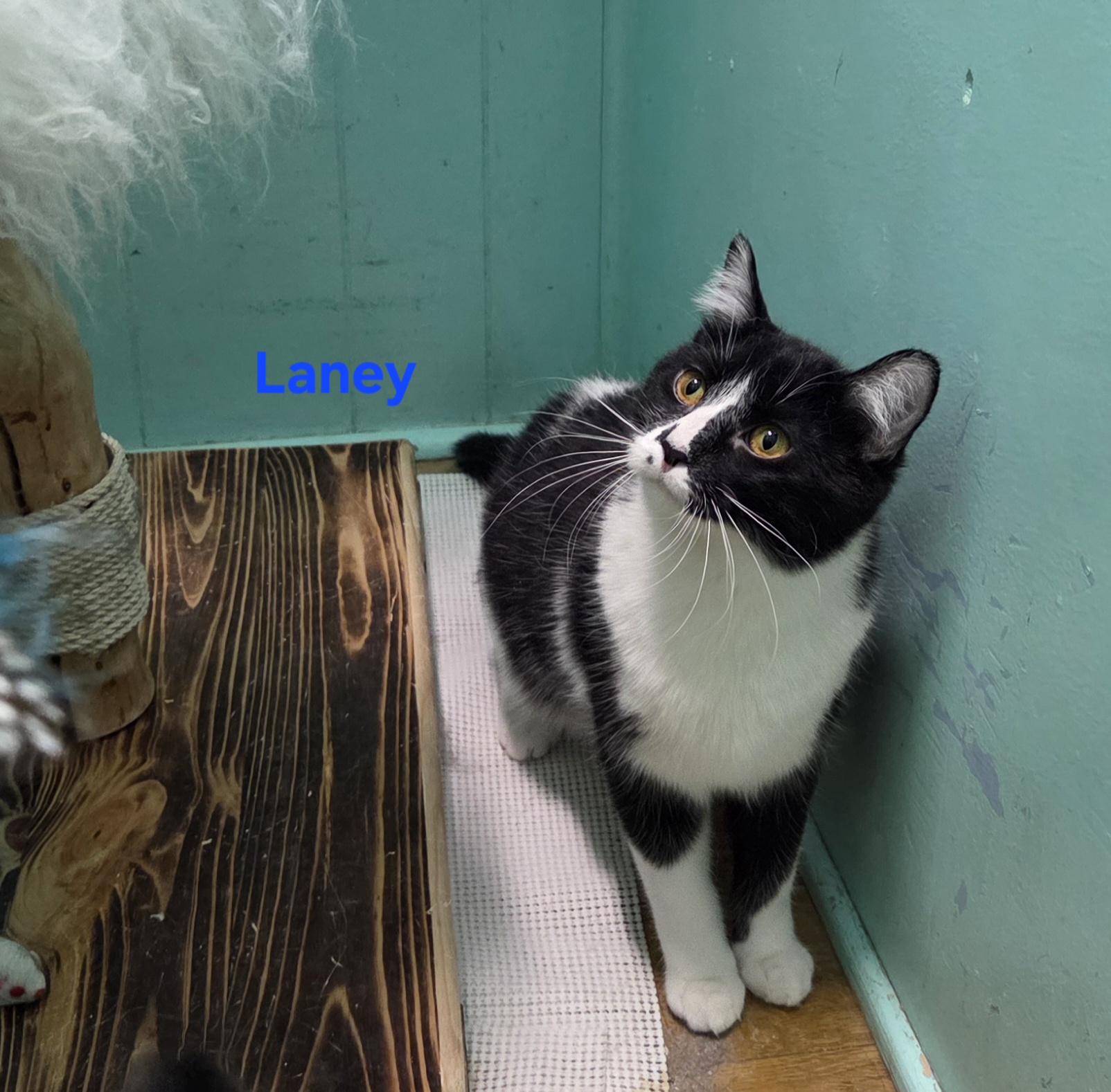Enlarge Laney, a ADOPTABLE mixed breed in Whitewater, WI image 3/4