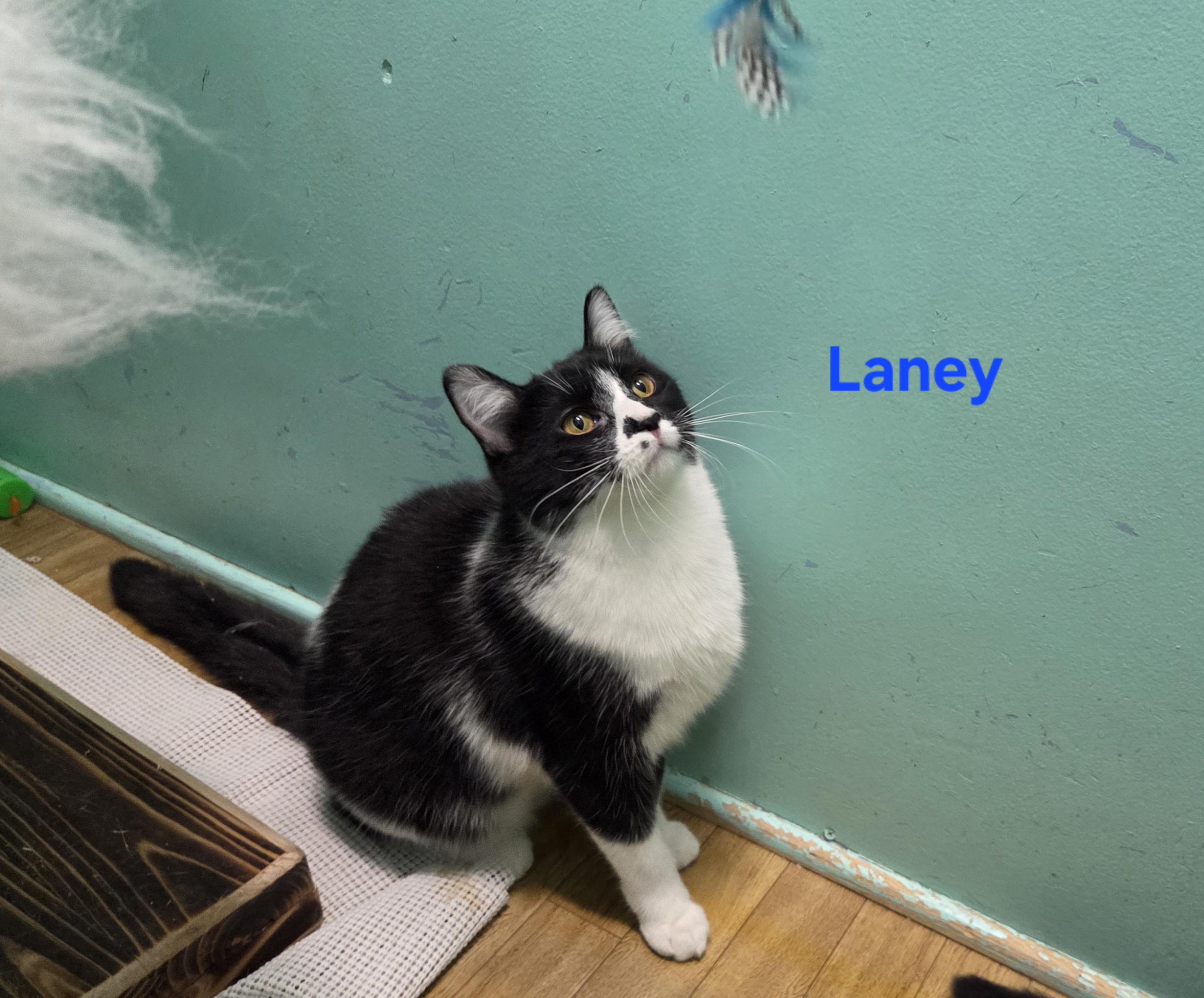 Enlarge Laney, a ADOPTABLE mixed breed in Whitewater, WI image 4/4