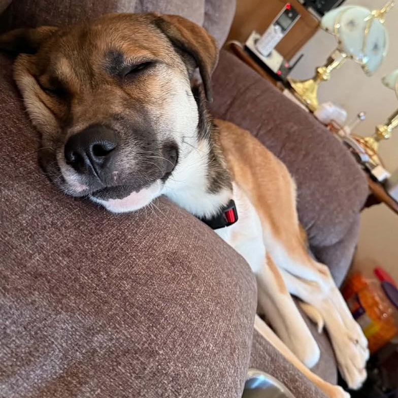 Charlene, a ADOPTABLE mixed breed in Racine, WI image 2/3