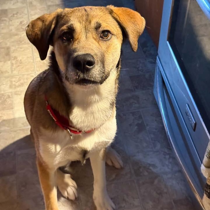 Charlene, ADOPTABLE, Adult Female Shepherd.