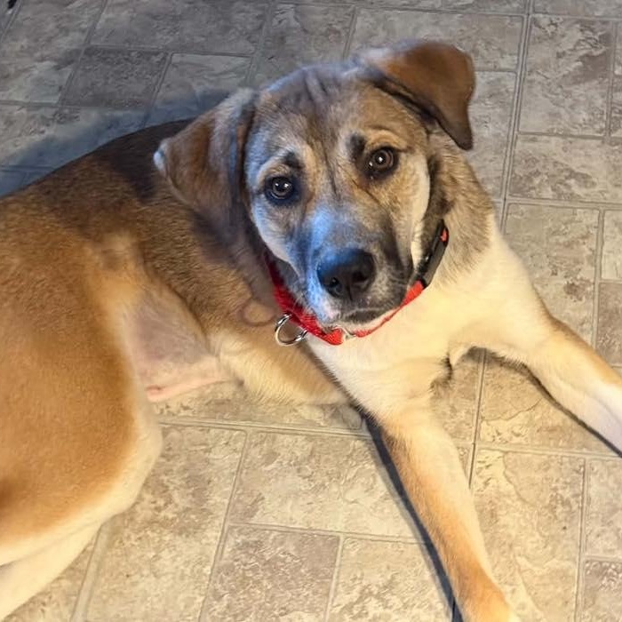 Charlene, a ADOPTABLE mixed breed in Racine, WI image 3/3