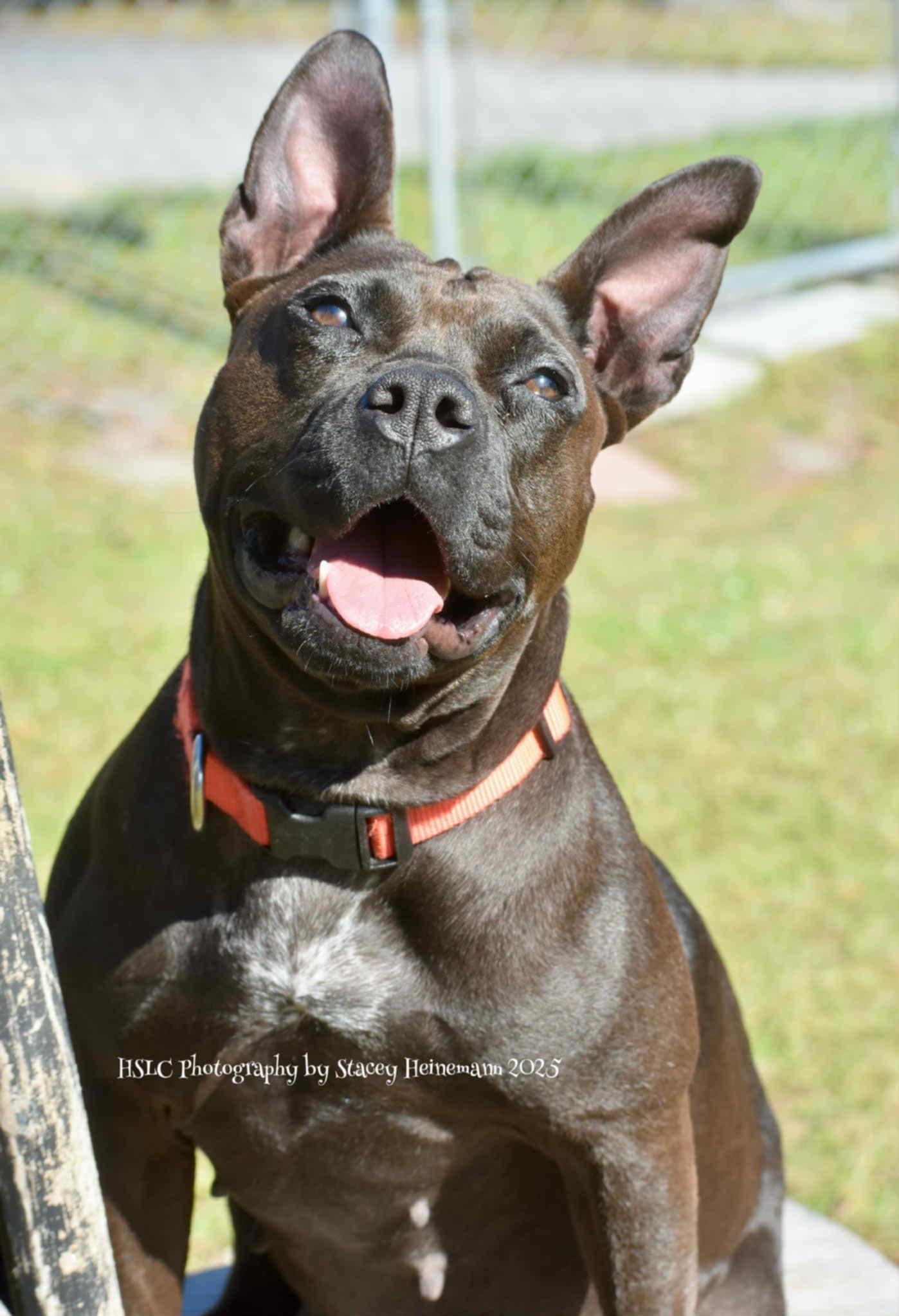 Harley, a Adoptable mixed breed in Umatilla, FL image 2/5