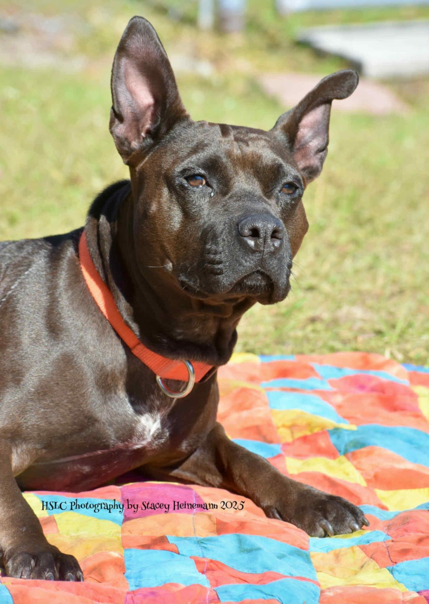 Harley, a Adoptable mixed breed in Umatilla, FL image 4/5