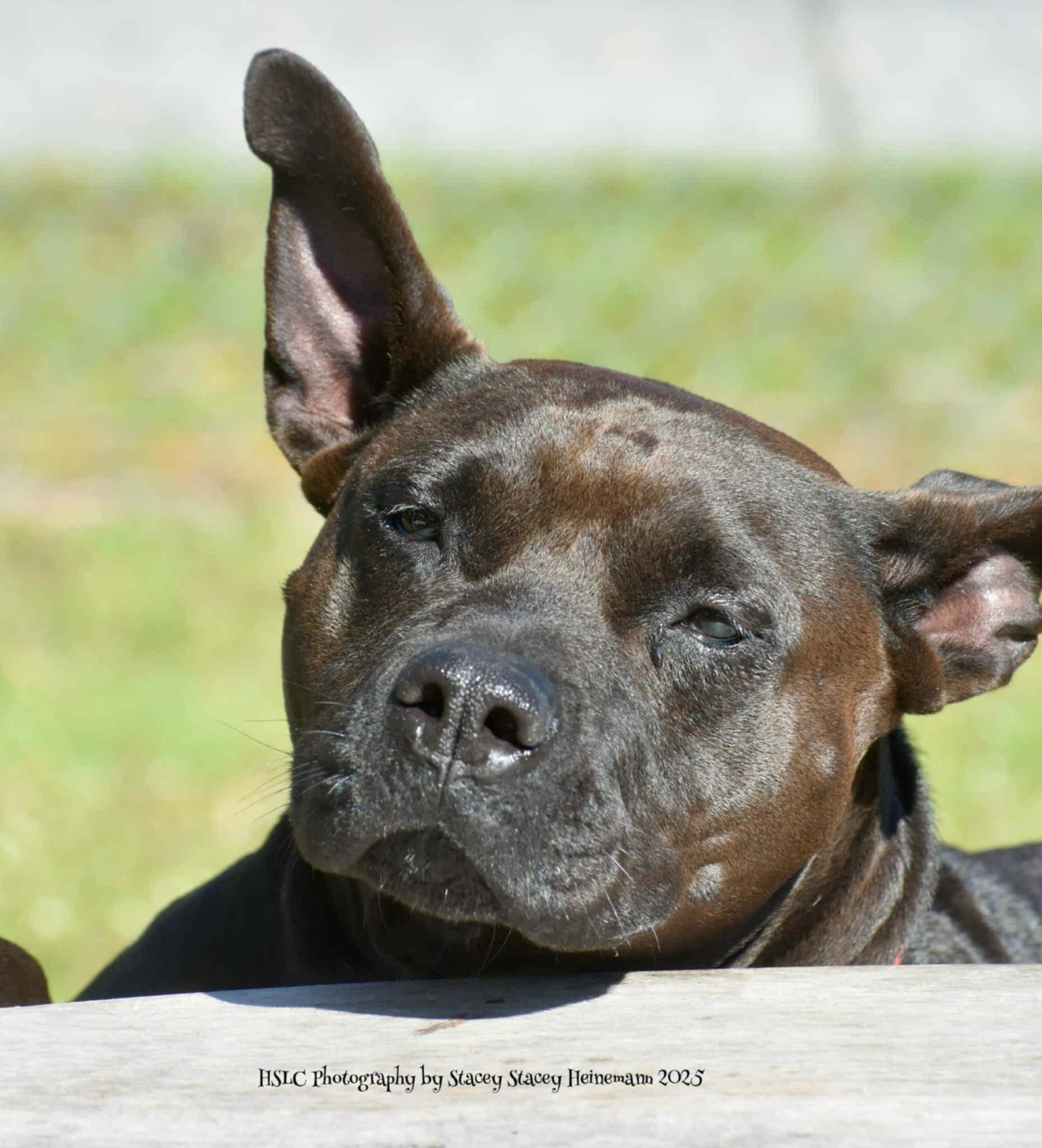 Harley, a Adoptable mixed breed in Umatilla, FL image 1/5