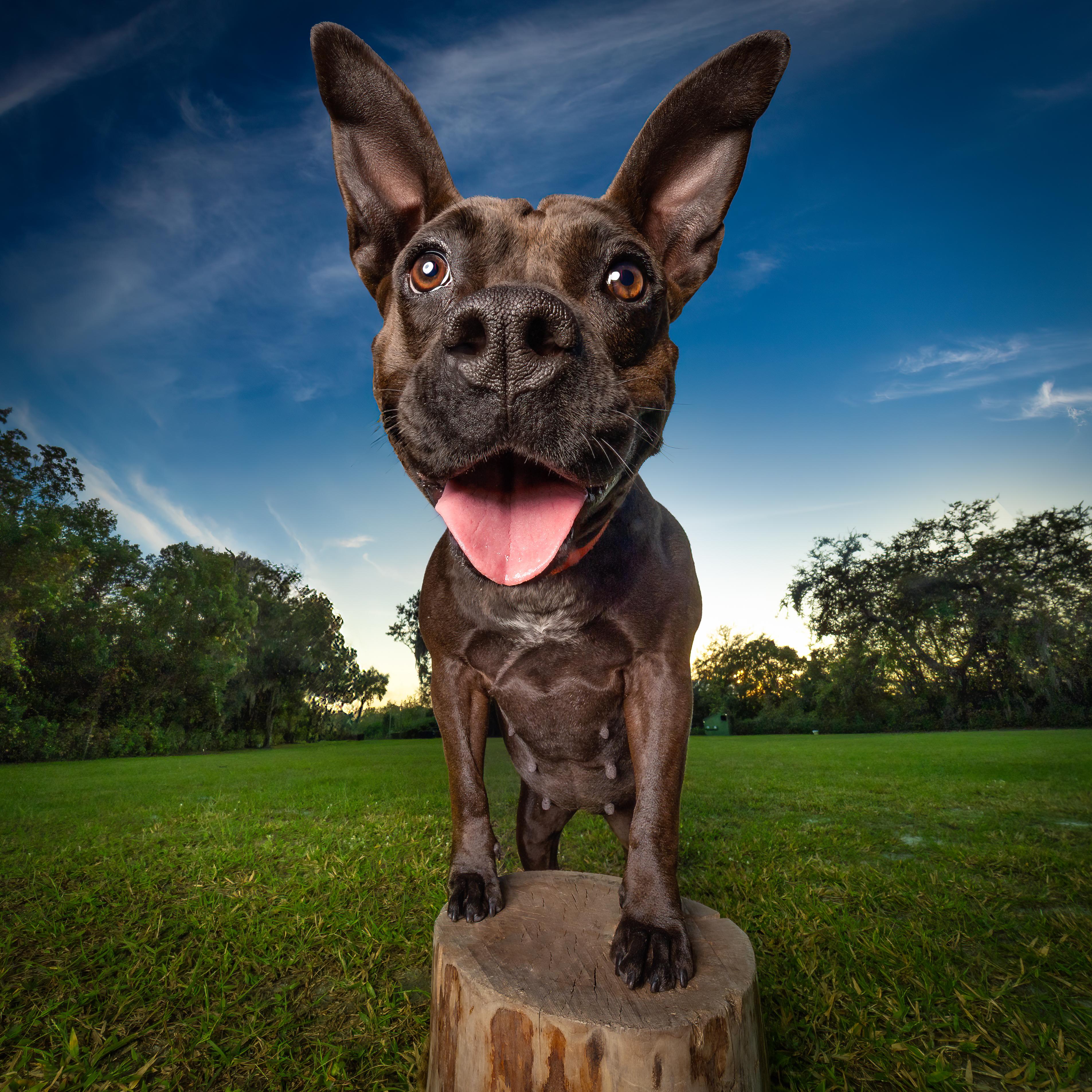 Harley, a Adoptable mixed breed in Umatilla, FL image 3/5