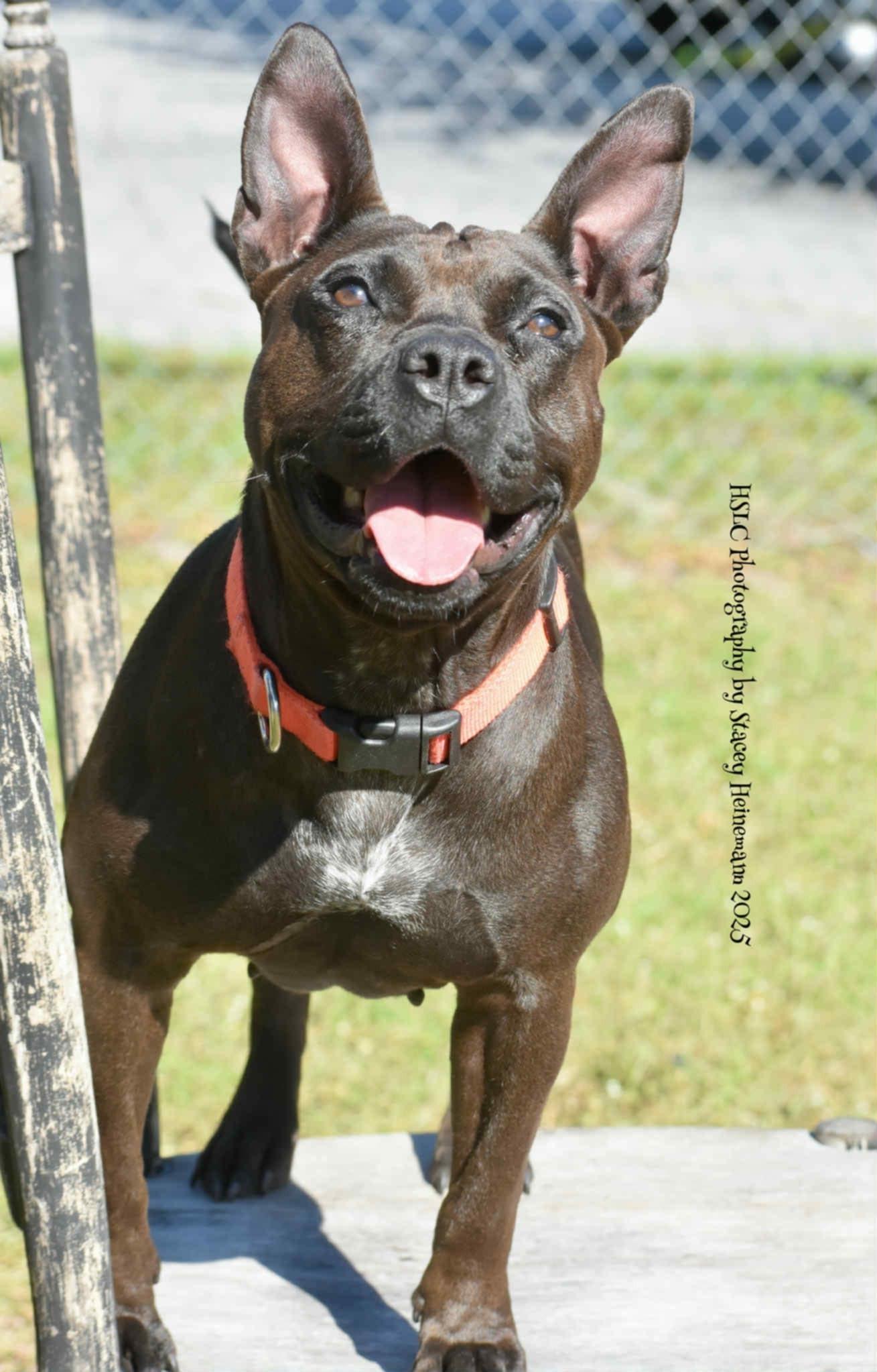 Harley, a Adoptable mixed breed in Umatilla, FL image 5/5