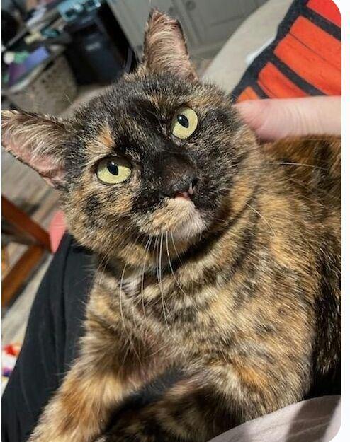 Mittens, Adoptable, Adult Female Domestic Short Hair.