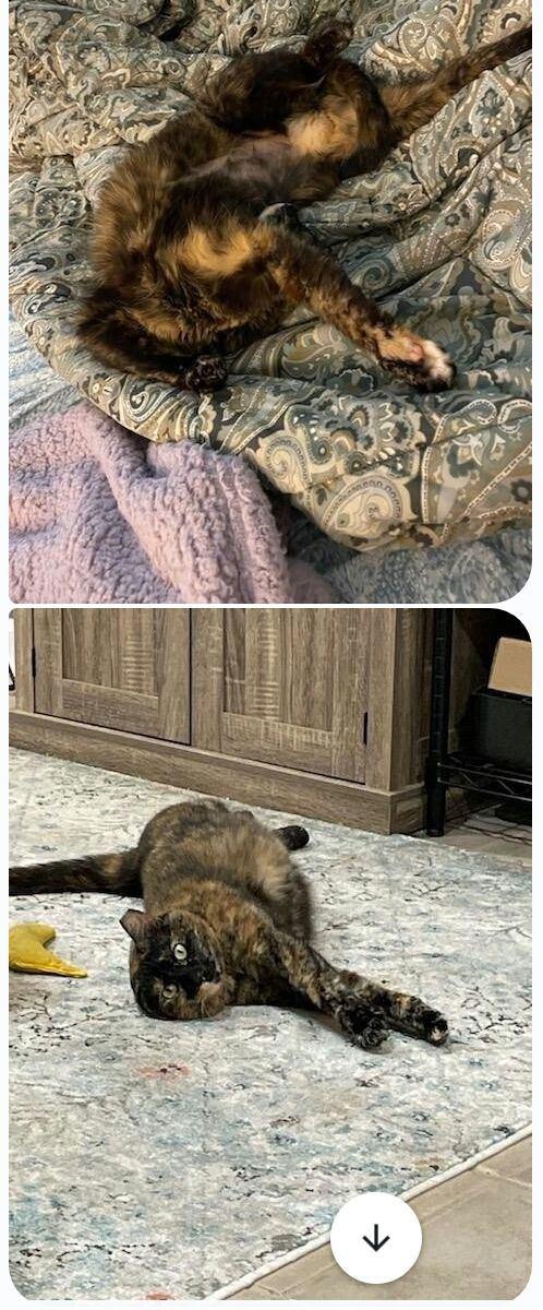 Mittens, a Adoptable Domestic Short Hair in Brooklyn, NY image 2/2