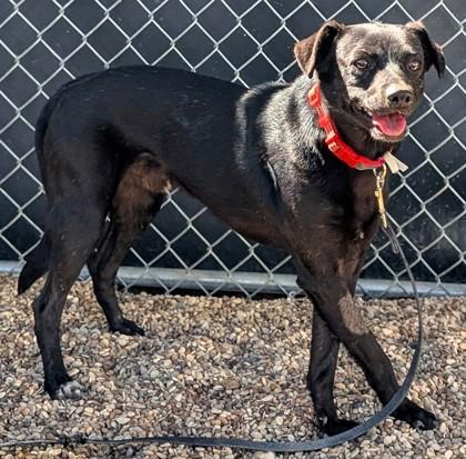 Enlarge Cooper, a Adoptable Mixed Breed in Buchanan Dam, TX image 1/1
