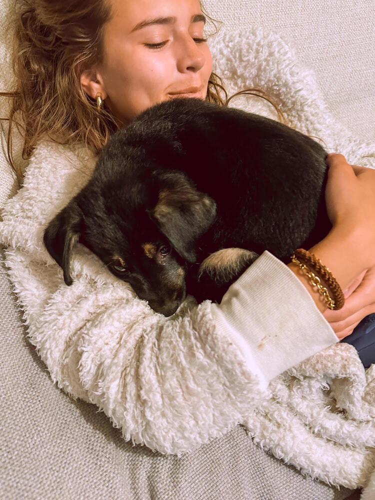 Enlarge Alpaugh / Seis, a Adopted mixed breed in Broomfield, CO image 1/5