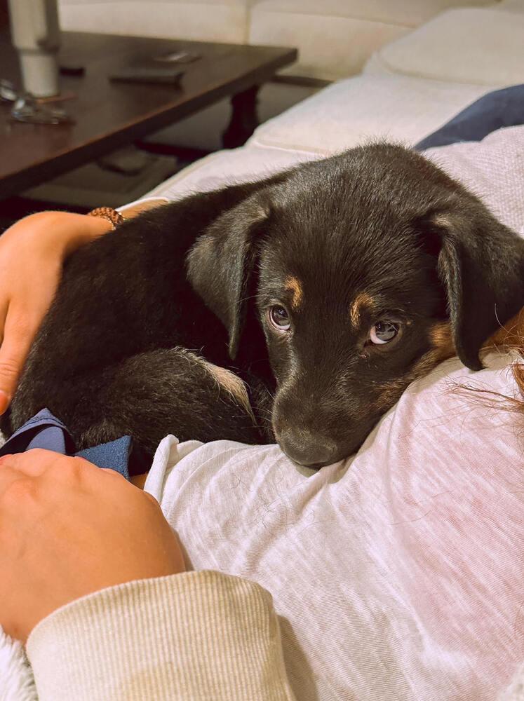 Enlarge Alpaugh / Seis, a Adopted mixed breed in Broomfield, CO image 2/5