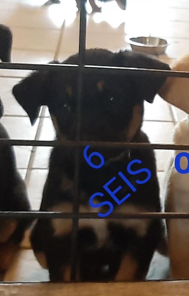 Enlarge Alpaugh / Seis, a Adopted mixed breed in Broomfield, CO image 3/5