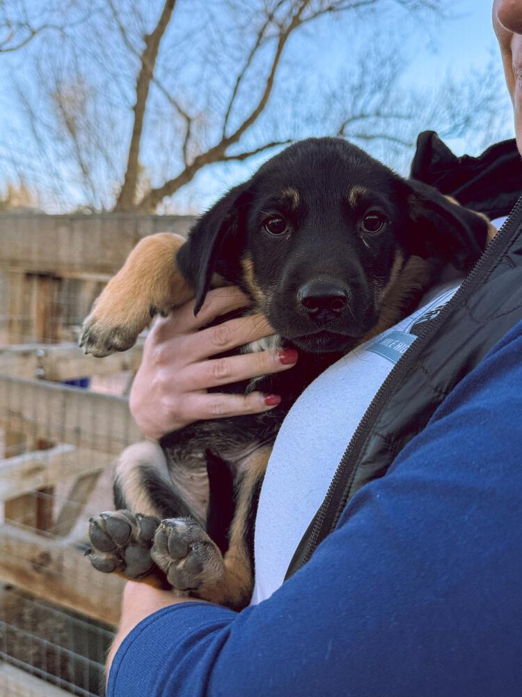 Enlarge Alpaugh / Seis, a Adopted mixed breed in Broomfield, CO image 5/5