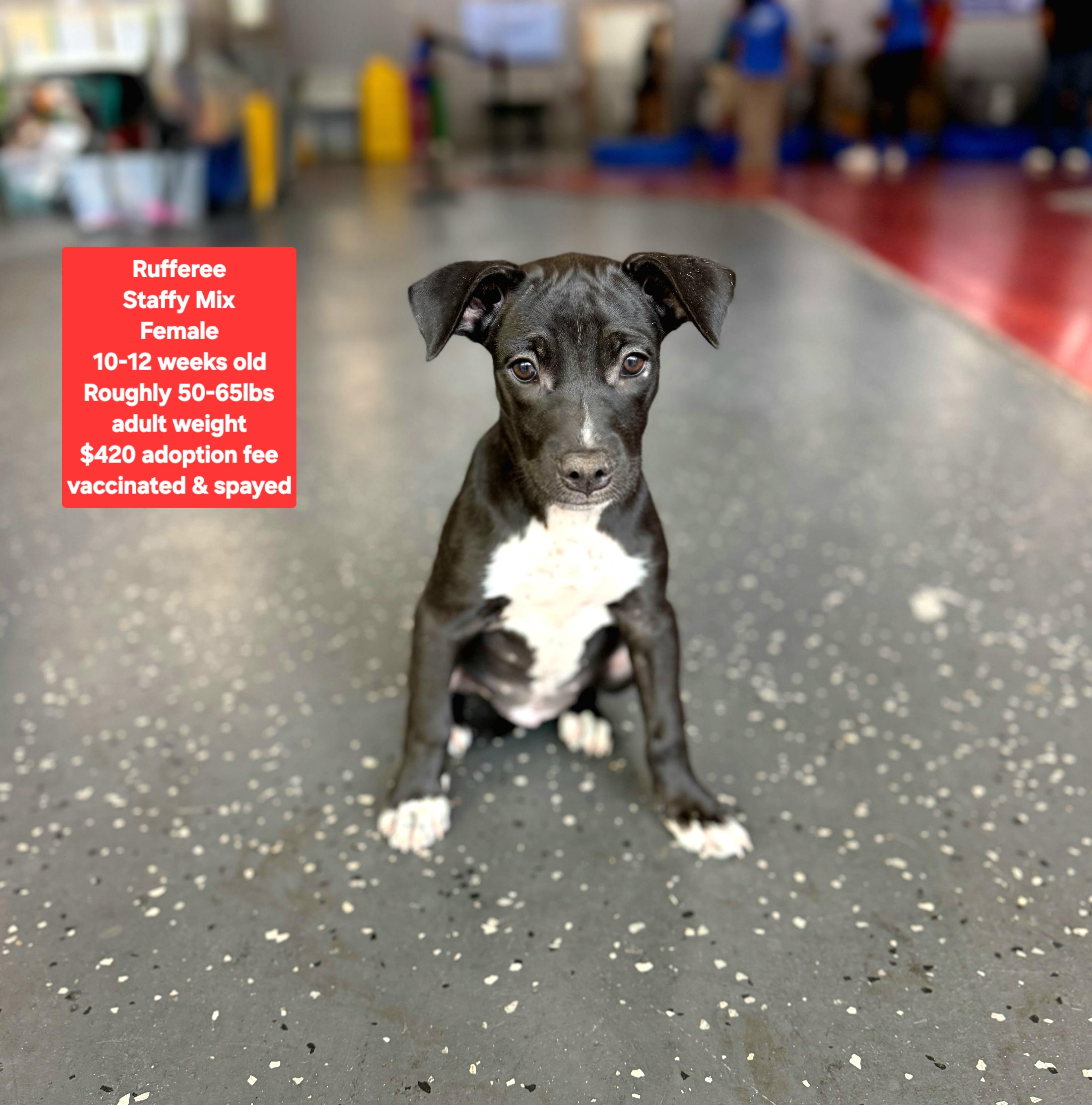 Enlarge Rufferee, an adopted mixed breed in Oviedo, FL image 1/1