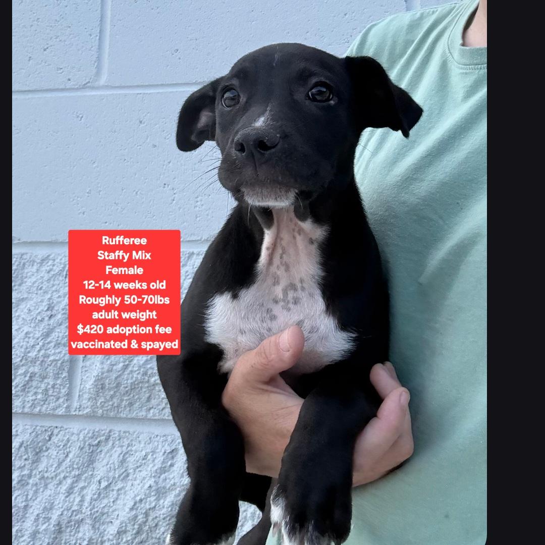 Rufferee, ADOPTABLE, Puppy Female Staffordshire Bull Terrier.