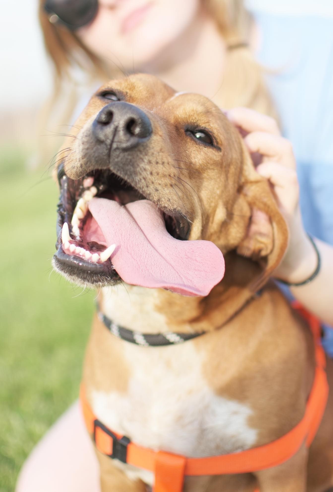 Valentino, Adoptable, Adult Male American Staffordshire Terrier.