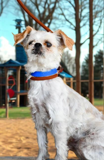 Benji, an adoptable Maltese, Pekingese in Oroville, WA, 98844 | Photo Image 1