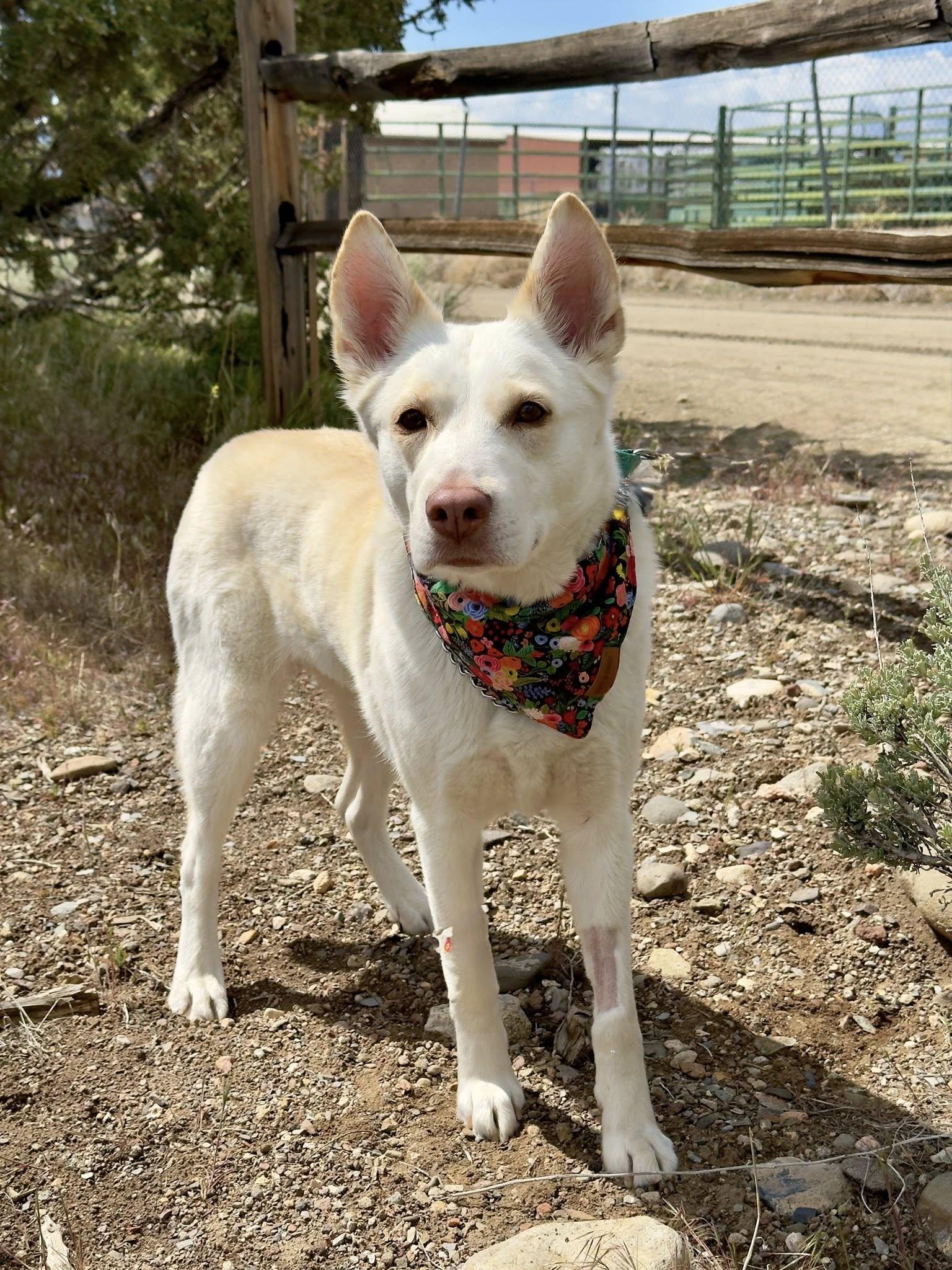 Enlarge Luna, an adopted mixed breed in Gardnerville, NV image 1/1