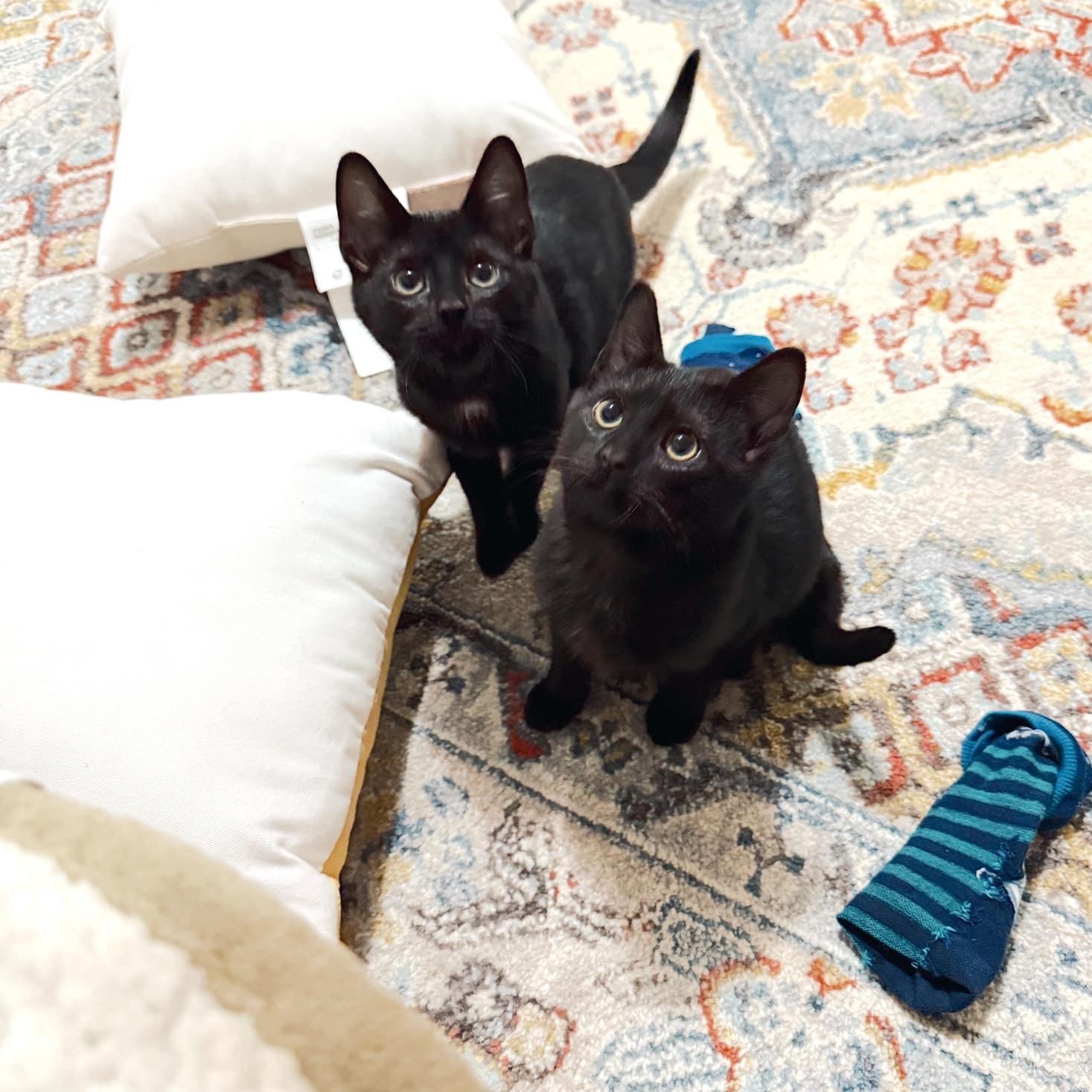 Enlarge Edgar & Allan, a Adopted Domestic Short Hair in LEETONIA, OH image 1/2