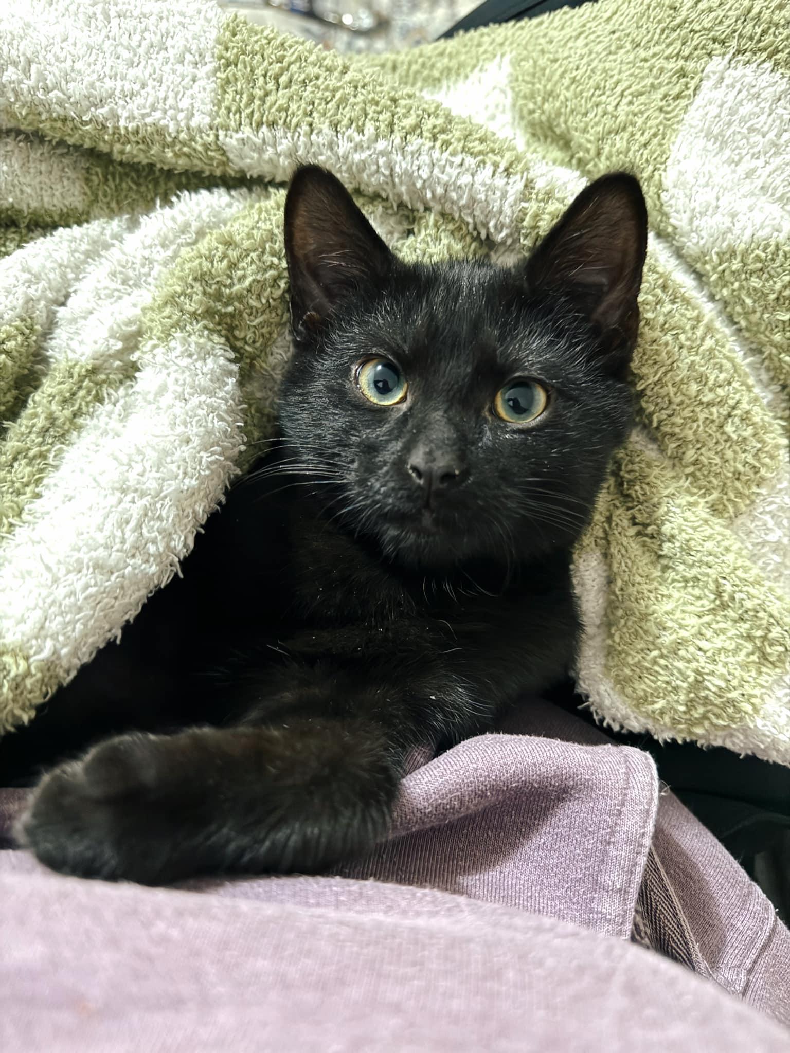 Enlarge Edgar & Allan, a Adopted Domestic Short Hair in LEETONIA, OH image 2/2