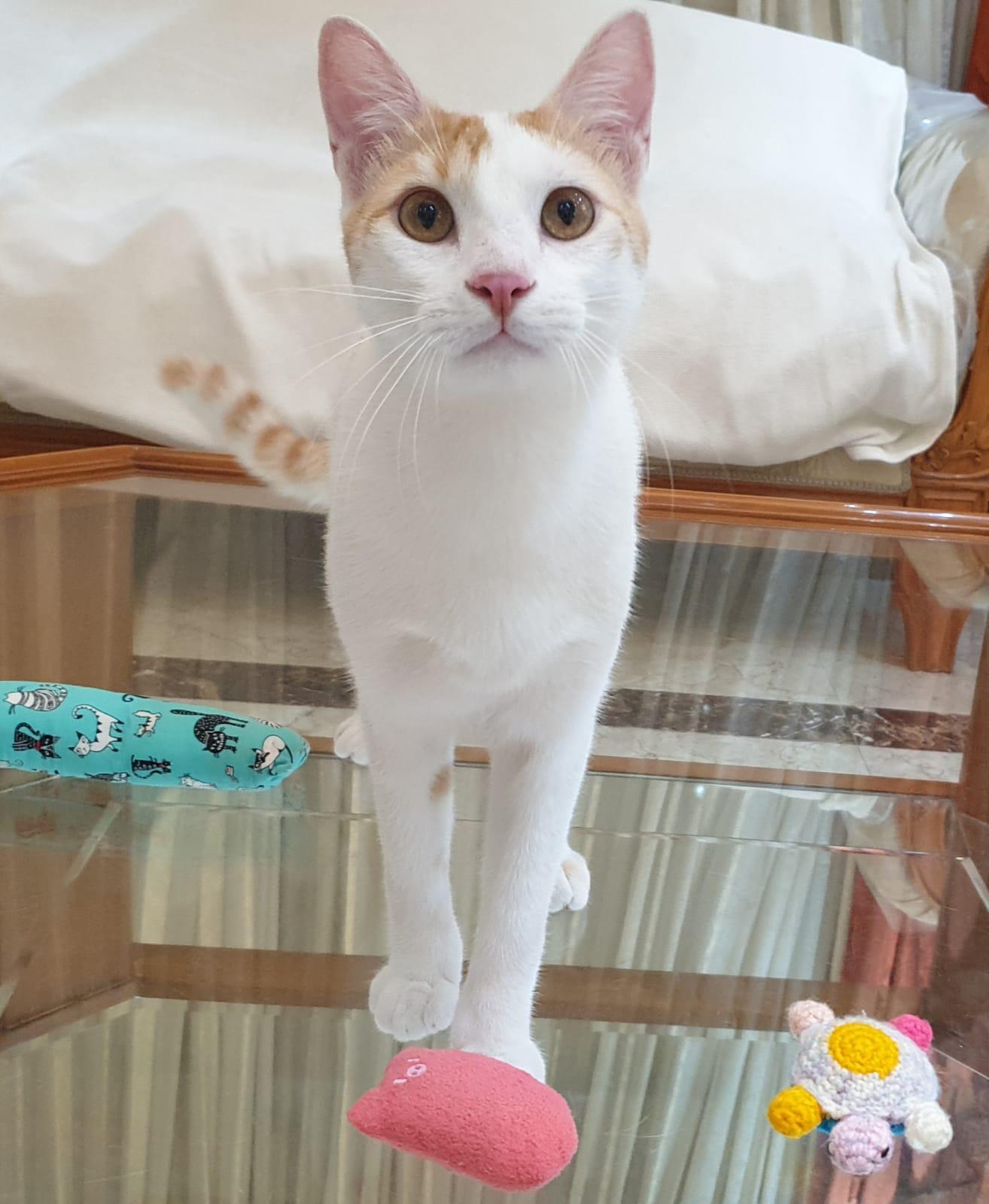 Enlarge Cream Puff - Affectionate lap kitten - Active & playful - READ FULL BIO, a Adoptable mixed breed in North York, ON image 1/6
