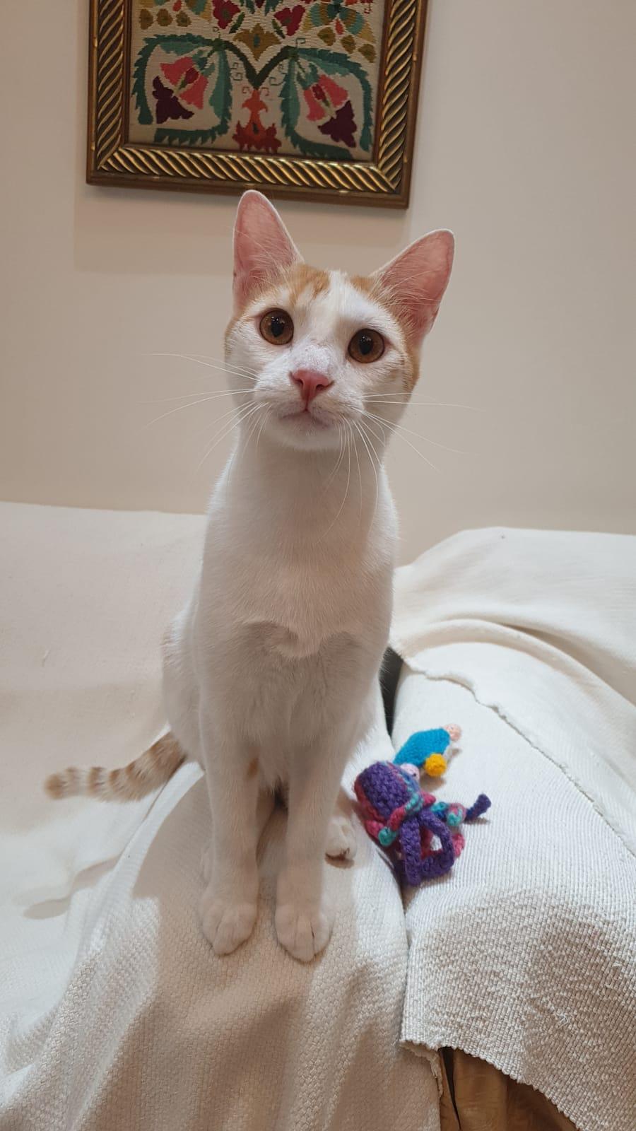 Enlarge Cream Puff - Affectionate lap kitten - Active & playful - READ FULL BIO, a Adoptable mixed breed in North York, ON image 4/6