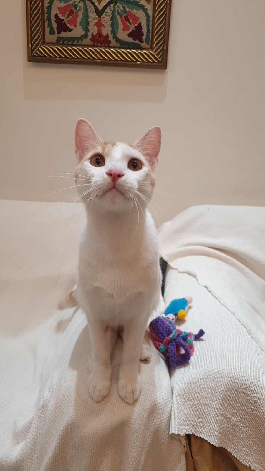 Enlarge Cream Puff - Affectionate lap kitten - Active & playful - READ FULL BIO, a Adoptable mixed breed in North York, ON image 3/6