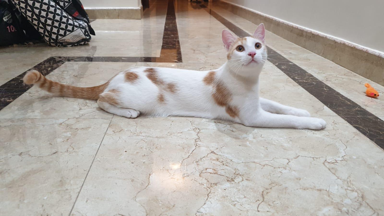 Enlarge Cream Puff - Affectionate lap kitten - Active & playful - READ FULL BIO, a Adoptable mixed breed in North York, ON image 2/6