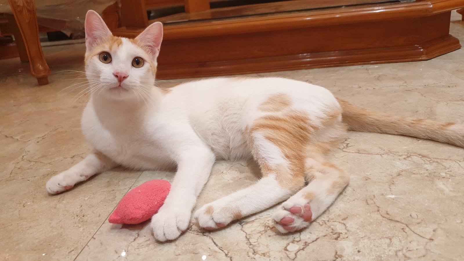 Enlarge Cream Puff - Affectionate lap kitten - Active & playful - READ FULL BIO, a Adoptable mixed breed in North York, ON image 6/6
