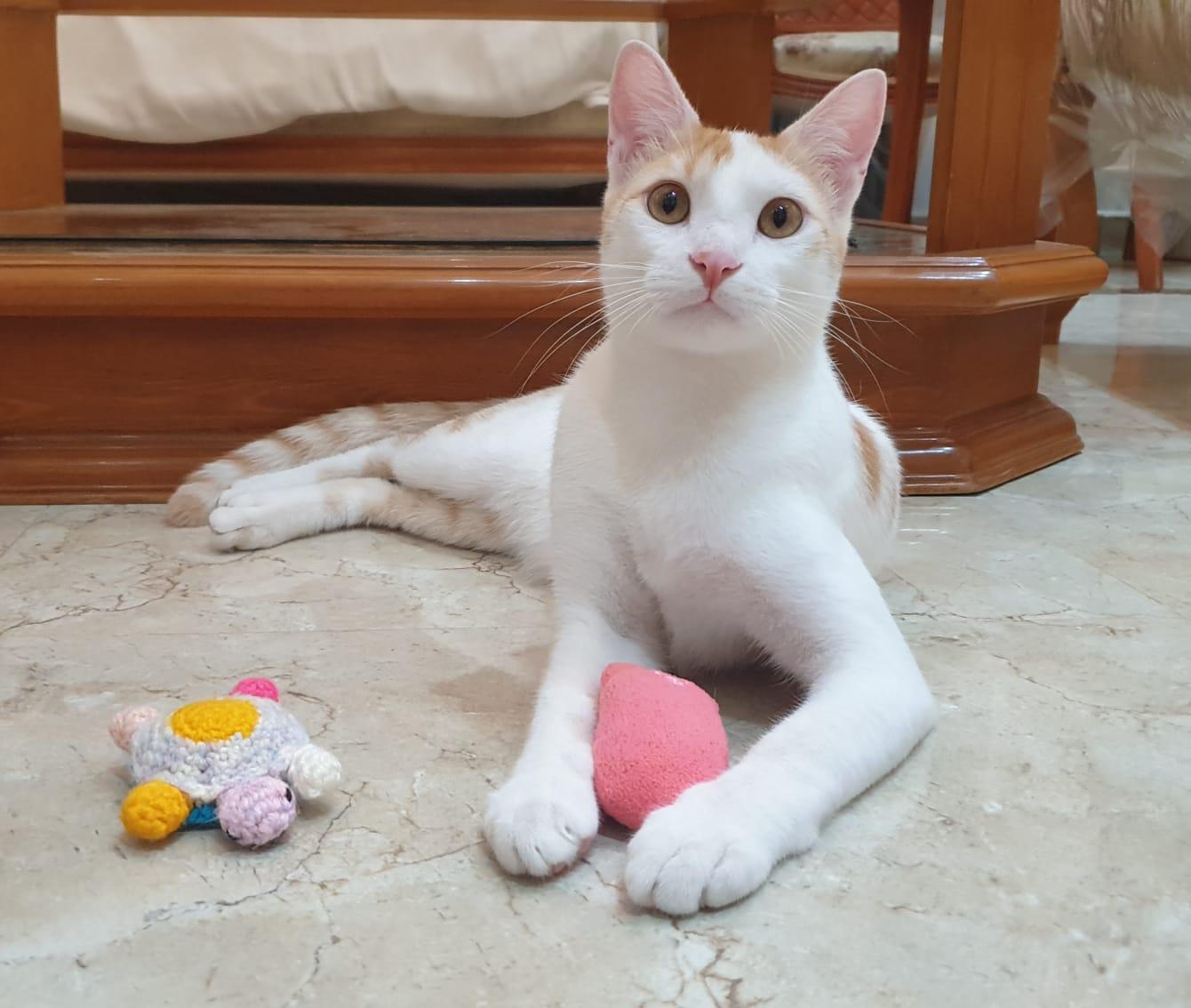 Enlarge Cream Puff - Affectionate lap kitten - Active & playful - READ FULL BIO, a Adoptable mixed breed in North York, ON image 5/6