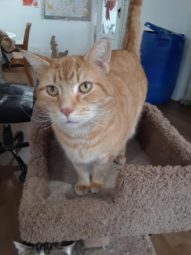 Enlarge Calor, a Adoptable Domestic Short Hair in Millerton, PA image 1/6