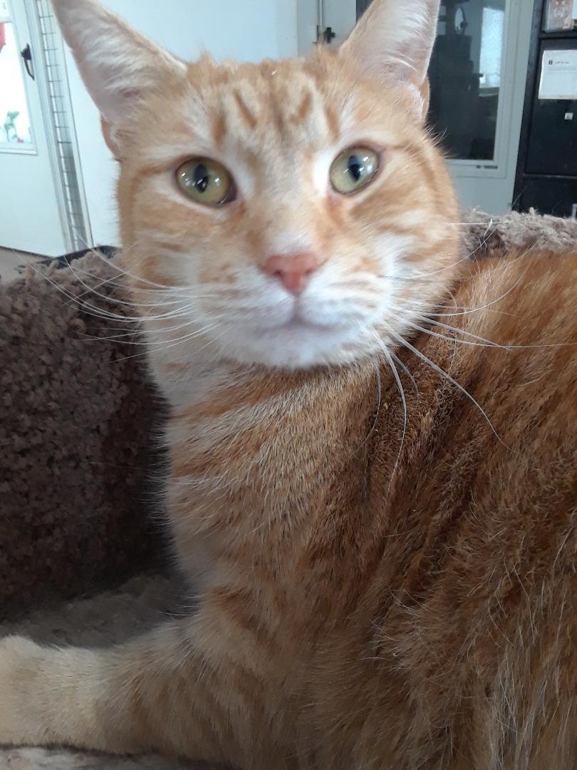 Enlarge Calor, a Adoptable Domestic Short Hair in Millerton, PA image 4/6