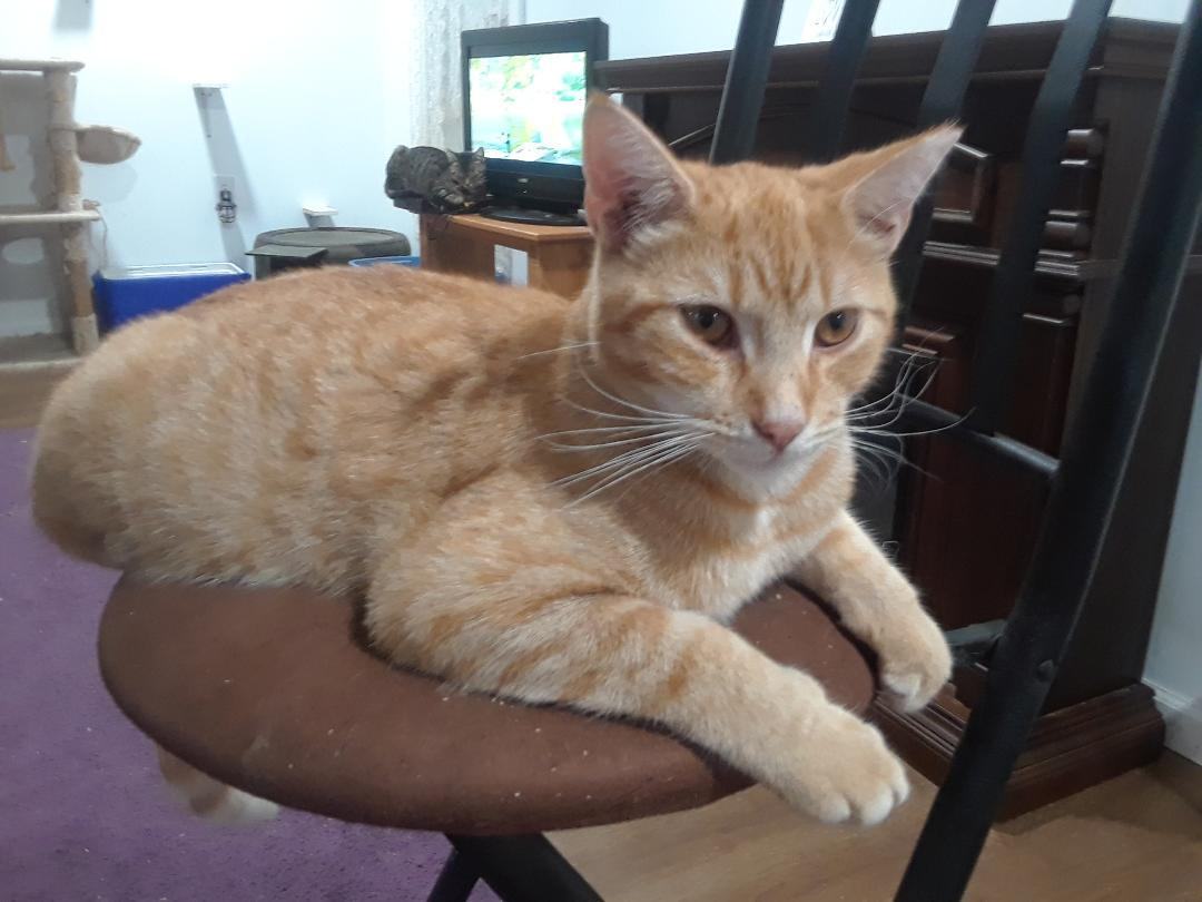 Calor, a Adoptable Domestic Short Hair in Millerton, PA image 1/5