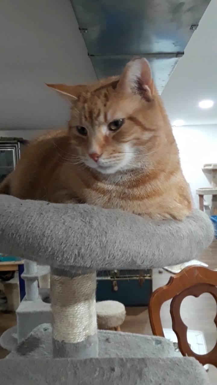 Calor — thumbnail 3