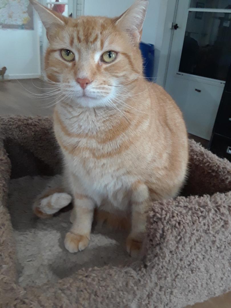 Enlarge Calor, a Adoptable Domestic Short Hair in Millerton, PA image 5/6