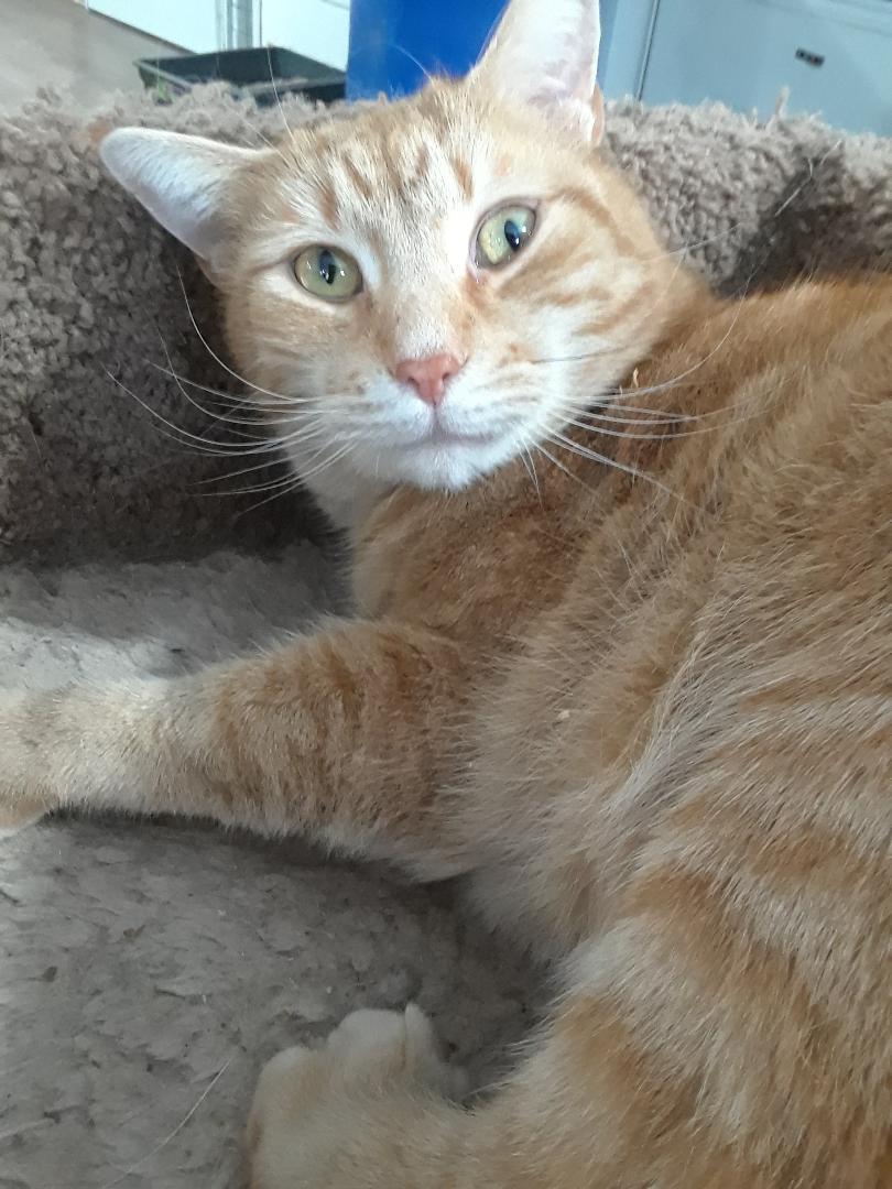 Enlarge Calor, a Adoptable Domestic Short Hair in Millerton, PA image 6/6