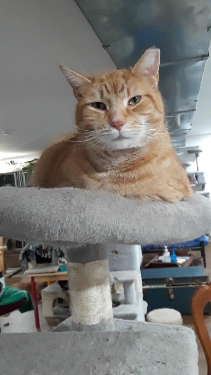 Enlarge Calor, a Adoptable Domestic Short Hair in Millerton, PA image 2/6