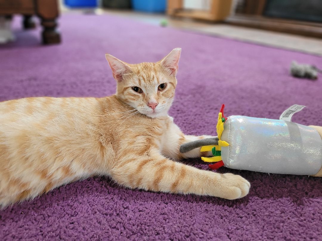 Calor, a Adoptable Domestic Short Hair in Millerton, PA image 2/5