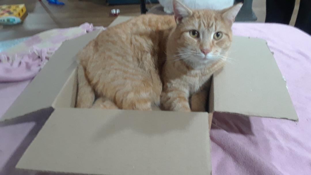 Calor, a Adoptable Domestic Short Hair in Millerton, PA image 3/5