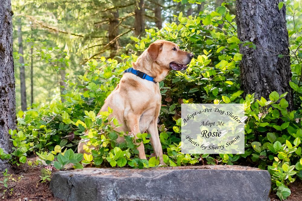 ROSIE, a Adoptable mixed breed in Shelton, WA image 6/6