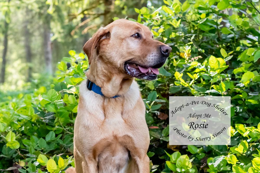 ROSIE, a Adoptable mixed breed in Shelton, WA image 4/6